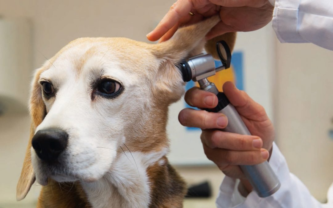 Per detrarre le spese veterinarie basta lo scontrino parlante